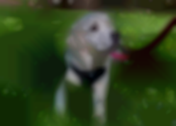The Dog Market