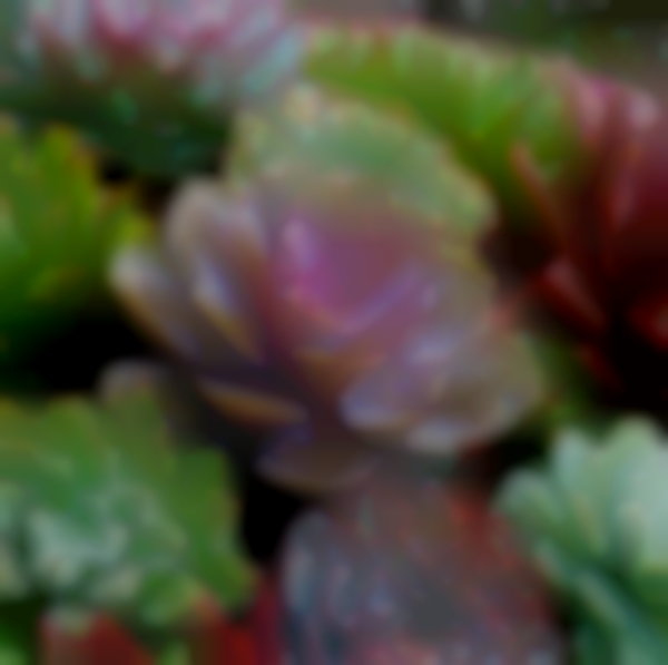 PLANTS PLANTS PLANTS and More