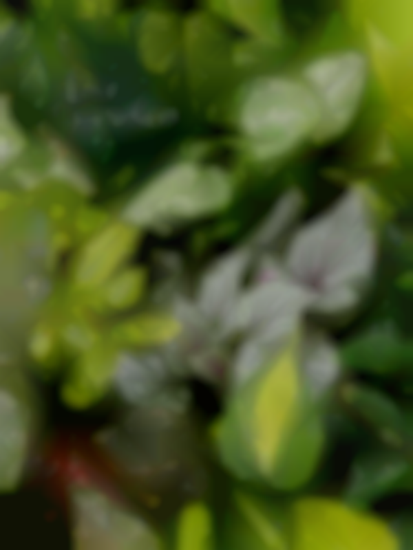 Plants in the Park Market & More