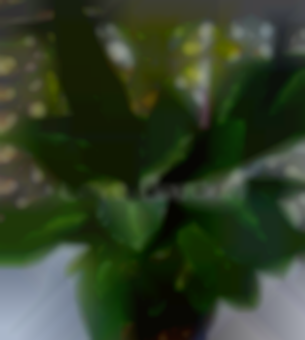 Plant Market & More
