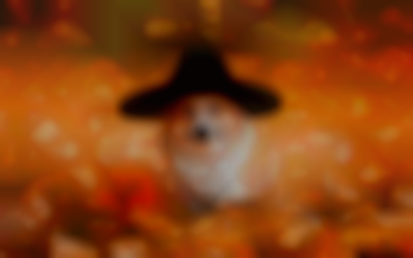 Paws & Pumpkins - Biltmore Park Town Square