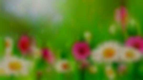 Mandan Eagles Spring Vendor/Craft/Bake Sale