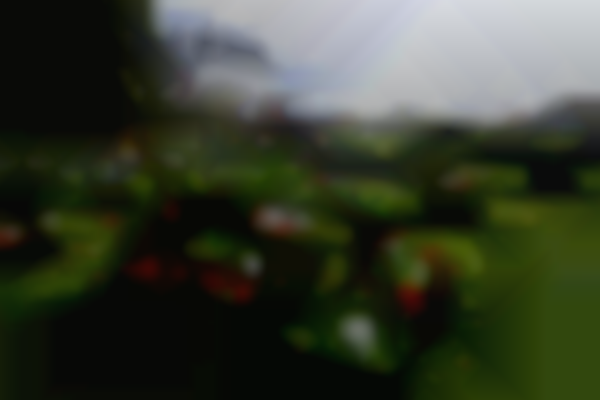 Spring Garden Market at River Farm