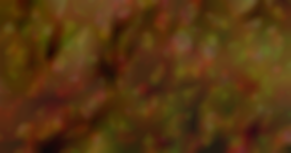 2025 32nd Annual Cranberry Harvest Festival | October 11–12
