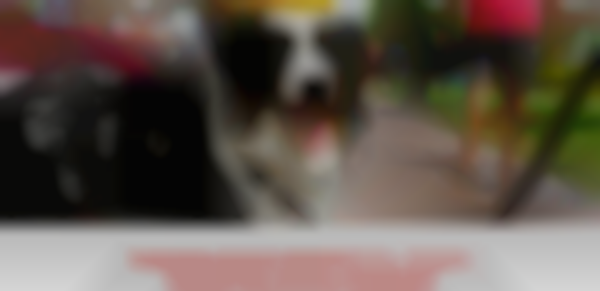 2025 Paws on the Square